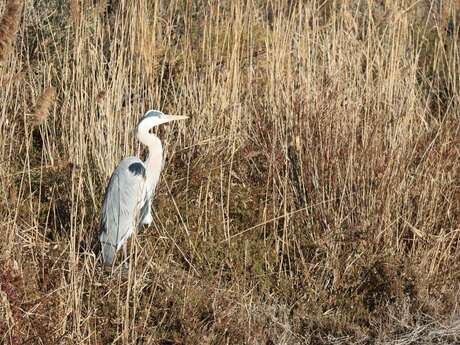Exposition "Découverte du Marais de Beauchamp et du Marais du Cassaïre"