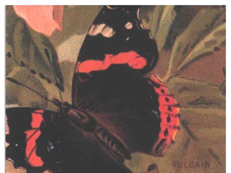 Les Orchidées du Cantal, par Thomas Bernard de la Société Française d’Orchidophilie Auvergne