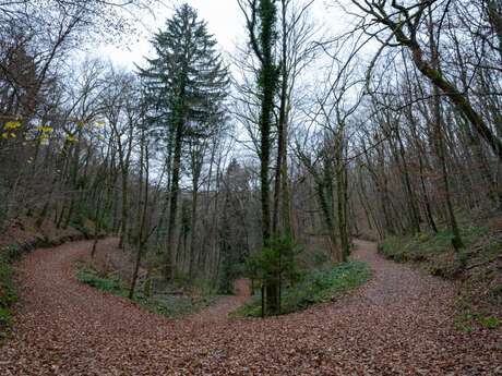 Boucle VTT du bois de ville