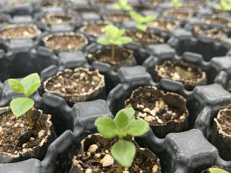 Formation "Semis et bouturage"