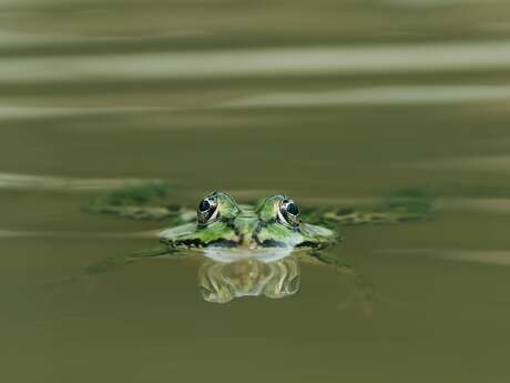 Sortie crépusculaire dans le marais de Rochefort