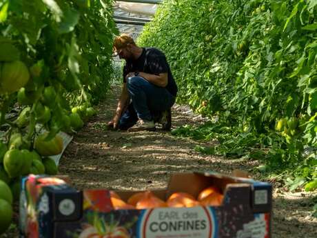 La Récolte des Confines