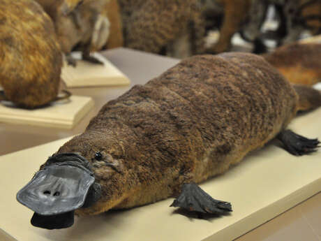 Workshop for 7–10 year-olds: Quirky Mammals