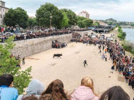 Féria d'Alès - Encierro