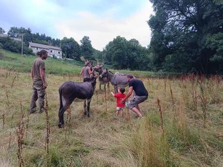 Immersion dans un troupeau d'ânes et chevaux