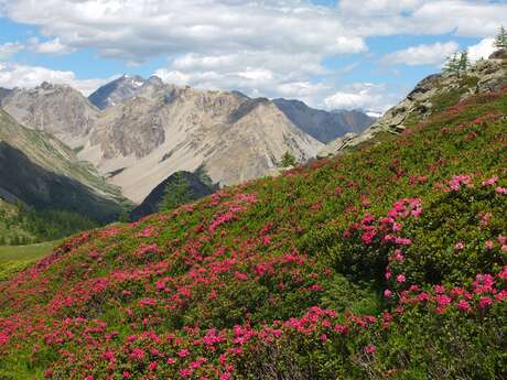 Au sens de nos pas - Clapiz Geneviève - Accompagnatrice en Montagne