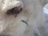 Visite du Chenil - La Tribu Rando de Seb