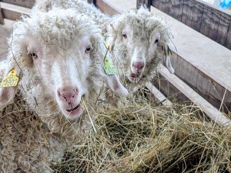 Ferme itinérante de La colline des Lutins à Chabanon