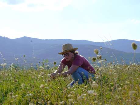 Atelier Plantes Sauvages & Apiculture