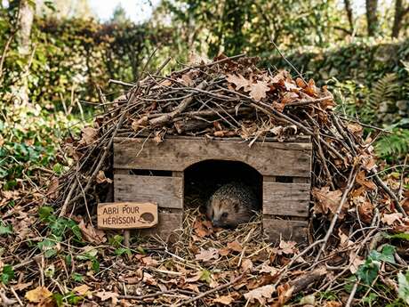 Making a hedgehog shelter