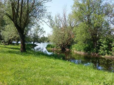 Bords de Loire de Briennon et de Pouilly sous Charlieu