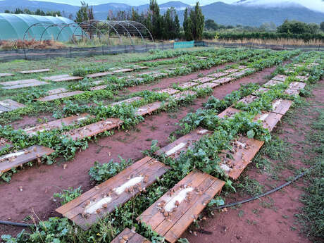 Mélisse Escargots Délice