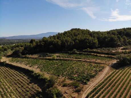 Domaine les Touchines - Cerise, raisin de table et huile d'olive