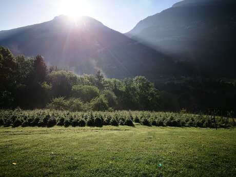 Sapins de Chartreuse