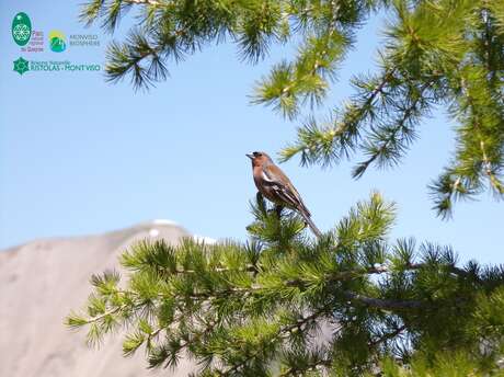 Récital d'oiseaux : la ballade de la Réserve