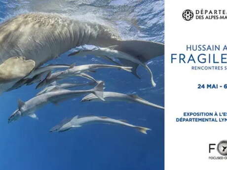 Exposition "Fragile Océan" Exposition "Fragile Océan"