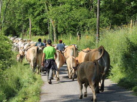 2ème étape – Transhumance des vaches et Refuge de Prat Mau
