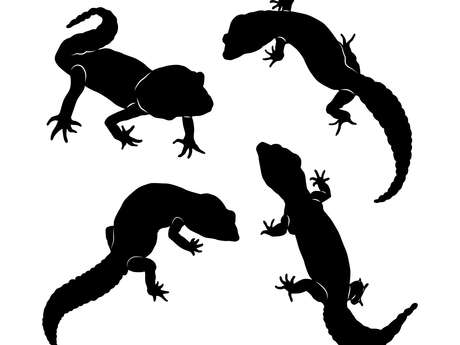 Détective nature : la disparition des salamandres