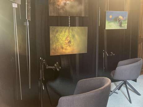 Exposition "Chats forestiers et renards"