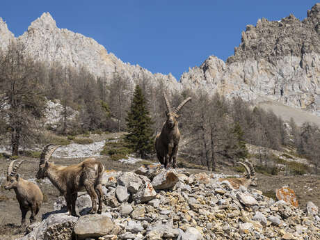 Causerie en montagne : Sur la trace des animaux