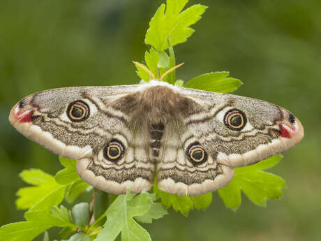 Sortie observation :  papillons de nuit  printaniers