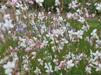 Community work camp: digging up ‘Gaura’ plants - Outing with the Eco-Guards
