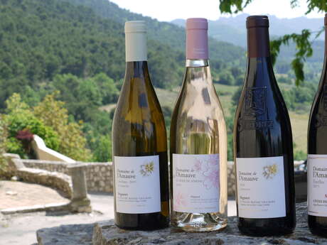 Visite du vignoble - Domaine de l'Amauve