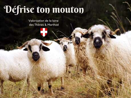 Journée thématique : Défrise ton mouton®