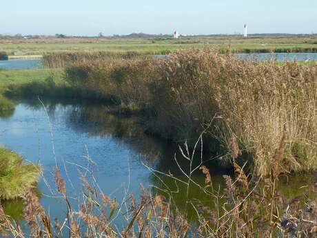 Visite guidée : Explorons à vélo le marais de Muron et ses paysages