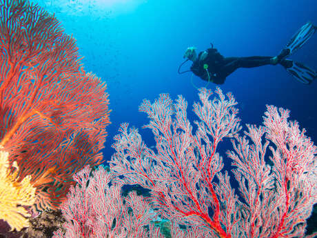 Scuba diving trip - Nouméa Islands Tours