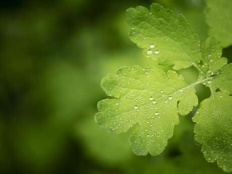 La nature dans tous les sens