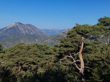Parcours du Mont Cima - Parcours N°1
