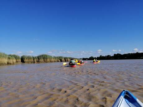 Balade oiseaux et patrimoine au fil de la Charente en kayak