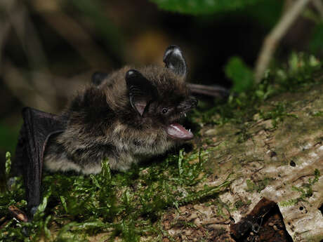 Nuit de la chauve-souris