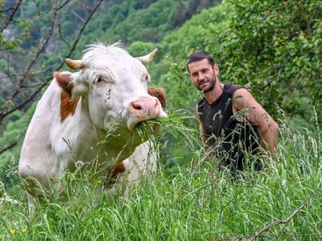 Producteur et élevage de vache  Pelissero