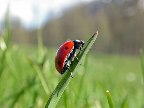 Découverte des insectes du jardin : observation, jeux et bricolage