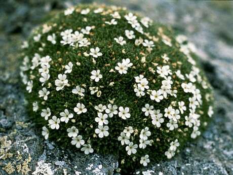 Conférence : l'adaptation des plantes à l'altitude