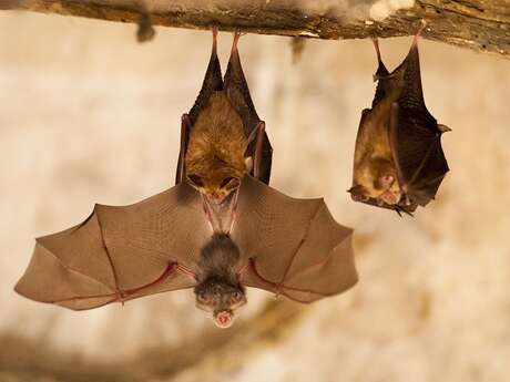 Animation nature: Les chauves-souris du Fort l'Ecluse