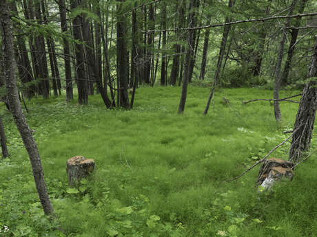 Queyras, découverte des forêts du Parc naturel régional