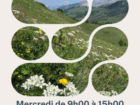 Sortie découverte des plantes de montagne