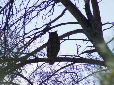 Éco-balade : à la découverte du Grand-duc