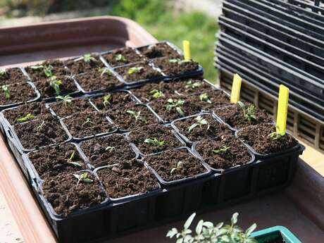 Trocs de graines et de plants