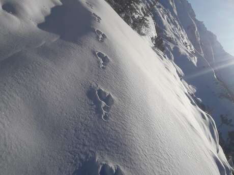 Sur la piste des animaux : traces et indices dans la neige