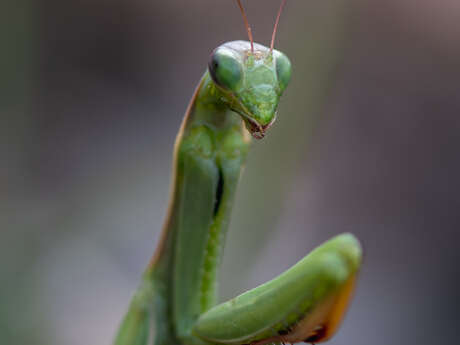 Rando patrimoine " Objectif insectes "