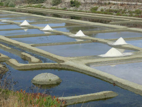 Guided tour of the Ecomuseum and discovery of the salt marshes