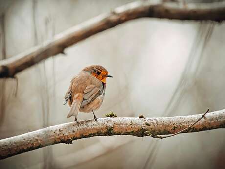 Atelier observation & jeux autour des oiseaux -  LPO