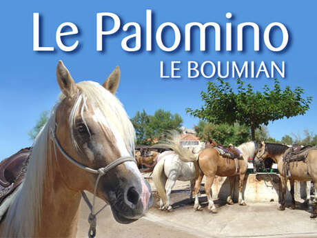 Boumian/Palomino