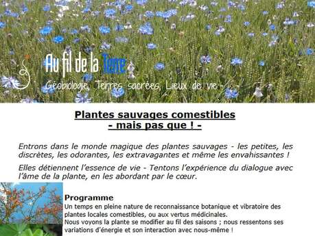 Plantes sauvages comestibles - mais pas que ! - Plantes sauvages comestibles - mais pas que ! -