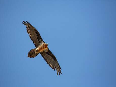 Projection - causerie : Le gypaète barbu
