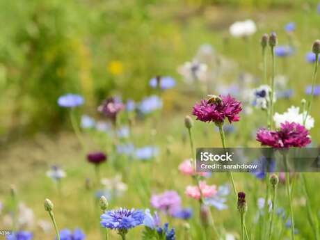 Conférence - "La vie des abeilles"